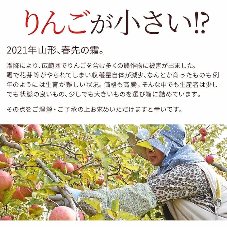 Amazon.co.jp: 山形産 サンふじ りんご 10kg 約25～55玉前後